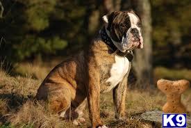 best Price pups Picture 2
